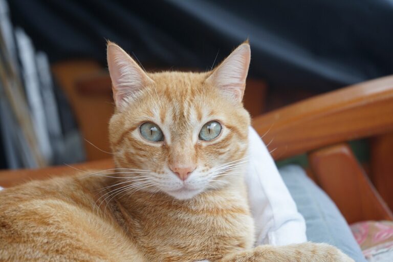 cat food calculator thumb